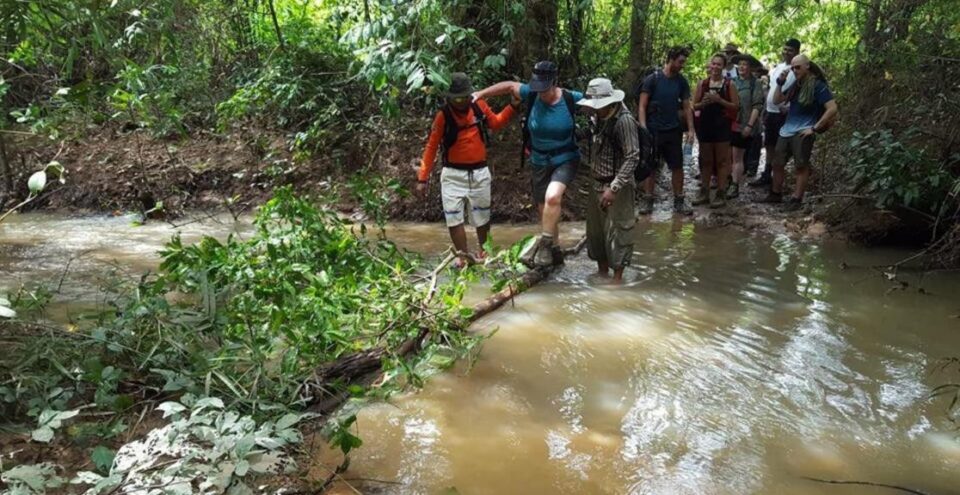 A group of hikers carefully crossing a shallow stream by walking on a fallen log, surrounded by lush greenery and trees.